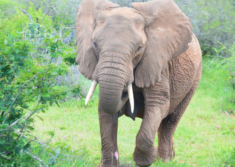 A matriarch warning us to back off from her herd at Mpala Research center